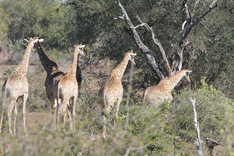 Treetops Marloth Park Marloth Park Mpumalanga South Africa Unsaturated, Giraffe, Mammal, Animal, Herbivore