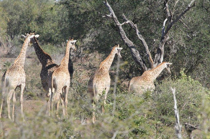 Treetops Marloth Park Marloth Park Mpumalanga South Africa Unsaturated, Giraffe, Mammal, Animal, Herbivore