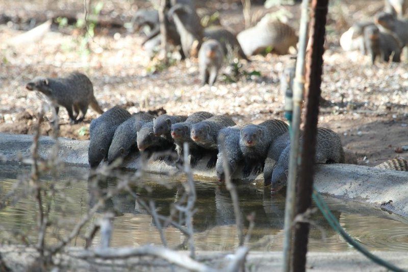 Treetops Marloth Park Marloth Park Mpumalanga South Africa Chimpanzee, Primate, Mammal, Animal, Raccoon, Predator