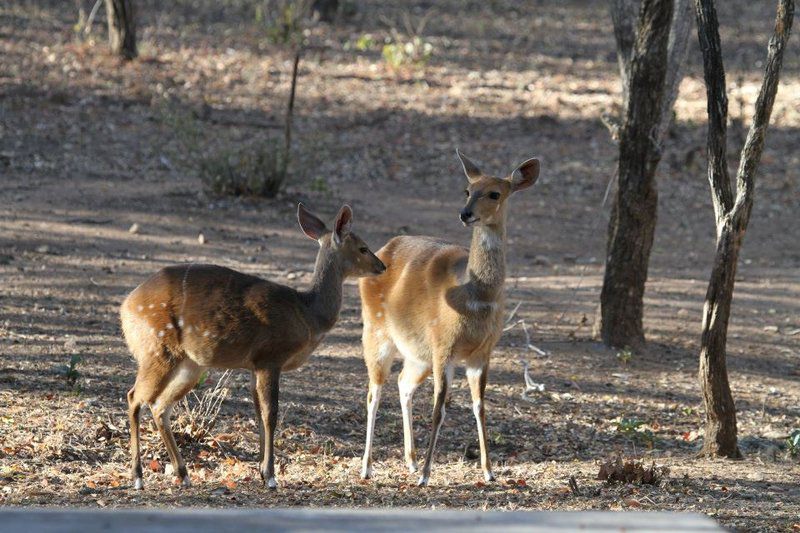 Treetops Marloth Park Marloth Park Mpumalanga South Africa Deer, Mammal, Animal, Herbivore