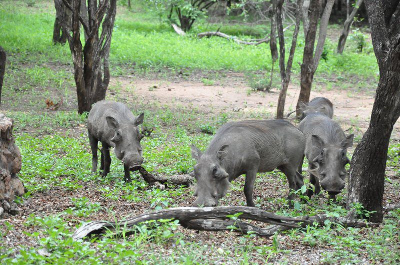 Treetops Marloth Park Marloth Park Mpumalanga South Africa Animal