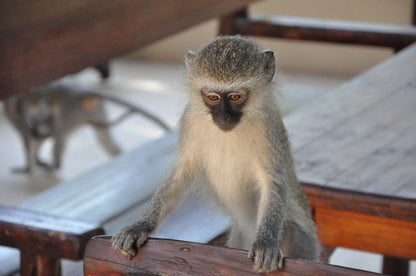 Treetops Marloth Park Marloth Park Mpumalanga South Africa Primate, Mammal, Animal