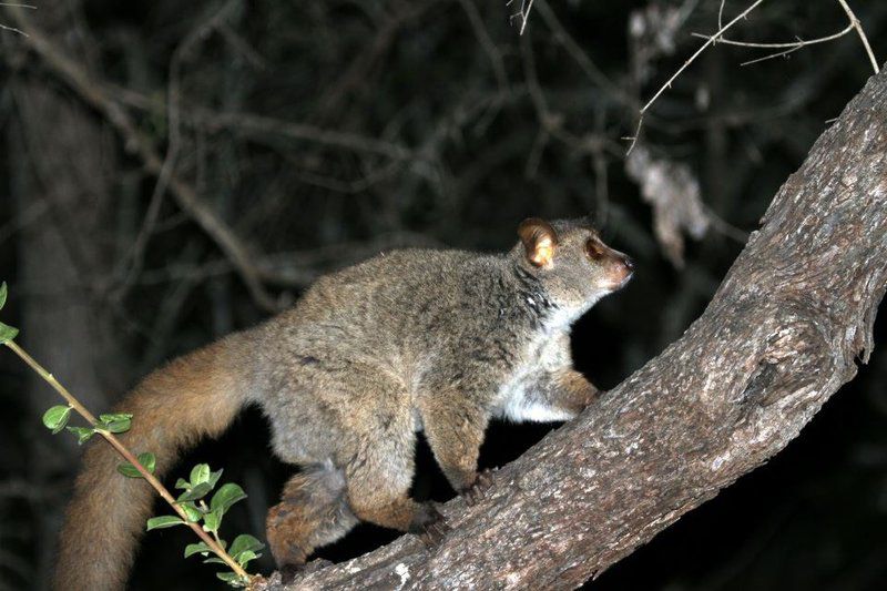 Treetops Marloth Park Marloth Park Mpumalanga South Africa Animal