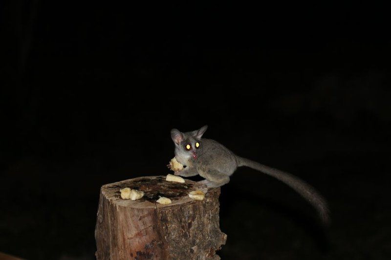 Treetops Marloth Park Marloth Park Mpumalanga South Africa Dark, Bat, Mammal, Animal, Mouse, Rodent, Raccoon, Predator