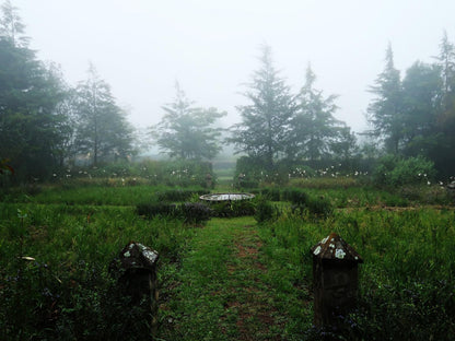 Trengwainton Hogsback Eastern Cape South Africa Fog, Nature, Meadow, Tree, Plant, Wood, Cemetery, Religion, Grave, Rain