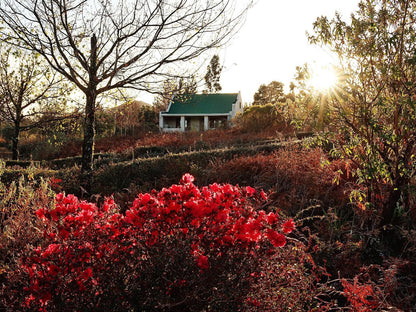 Trengwainton Hogsback Eastern Cape South Africa Plant, Nature, Garden