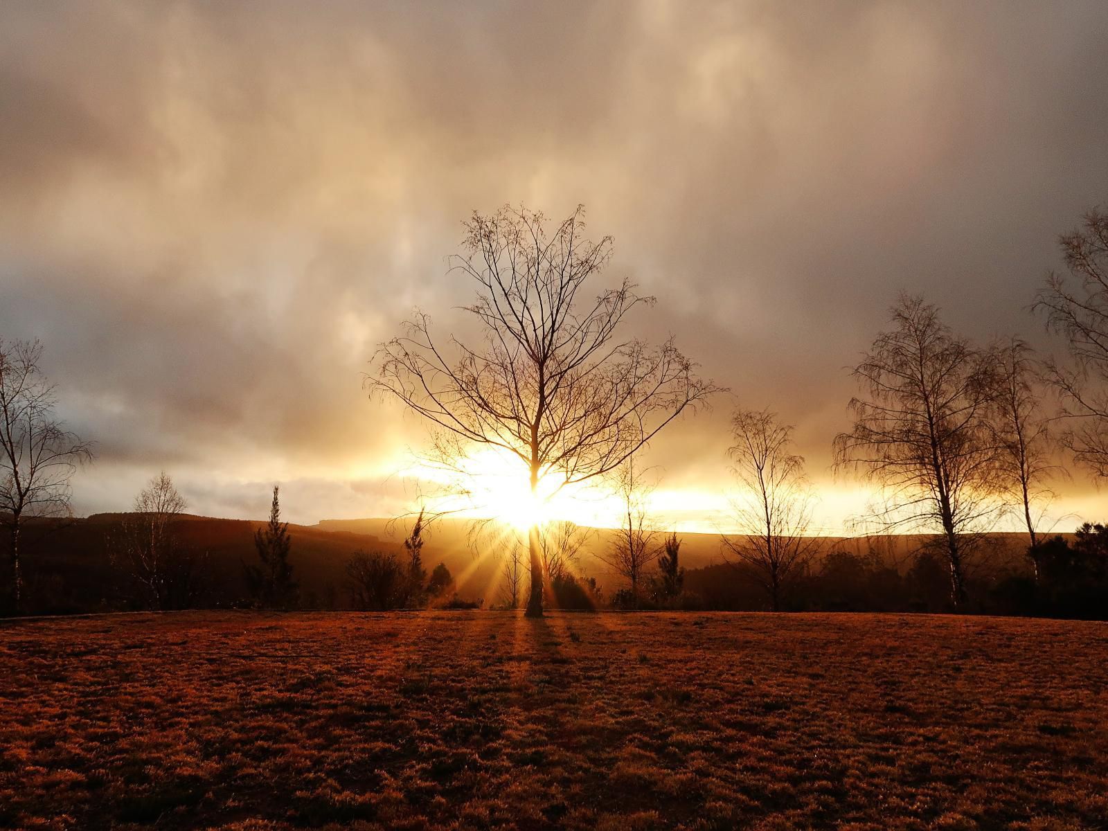 Trengwainton Hogsback Eastern Cape South Africa Sky, Nature, Tree, Plant, Wood, Sunset