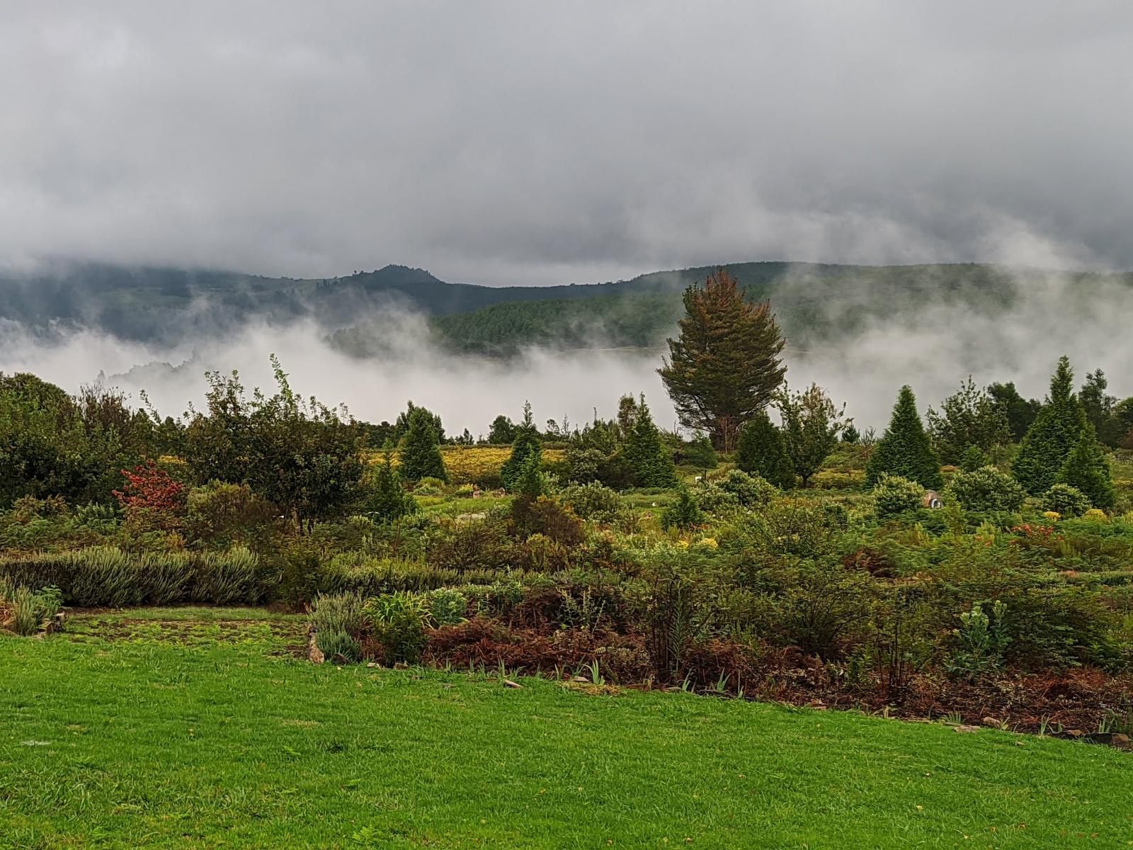 Trengwainton Hogsback Eastern Cape South Africa Tree, Plant, Nature, Wood, Highland