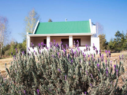 Trengwainton Hogsback Eastern Cape South Africa Lavender, Nature, Plant