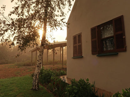 Trengwainton Hogsback Eastern Cape South Africa Sepia Tones, Palm Tree, Plant, Nature, Wood