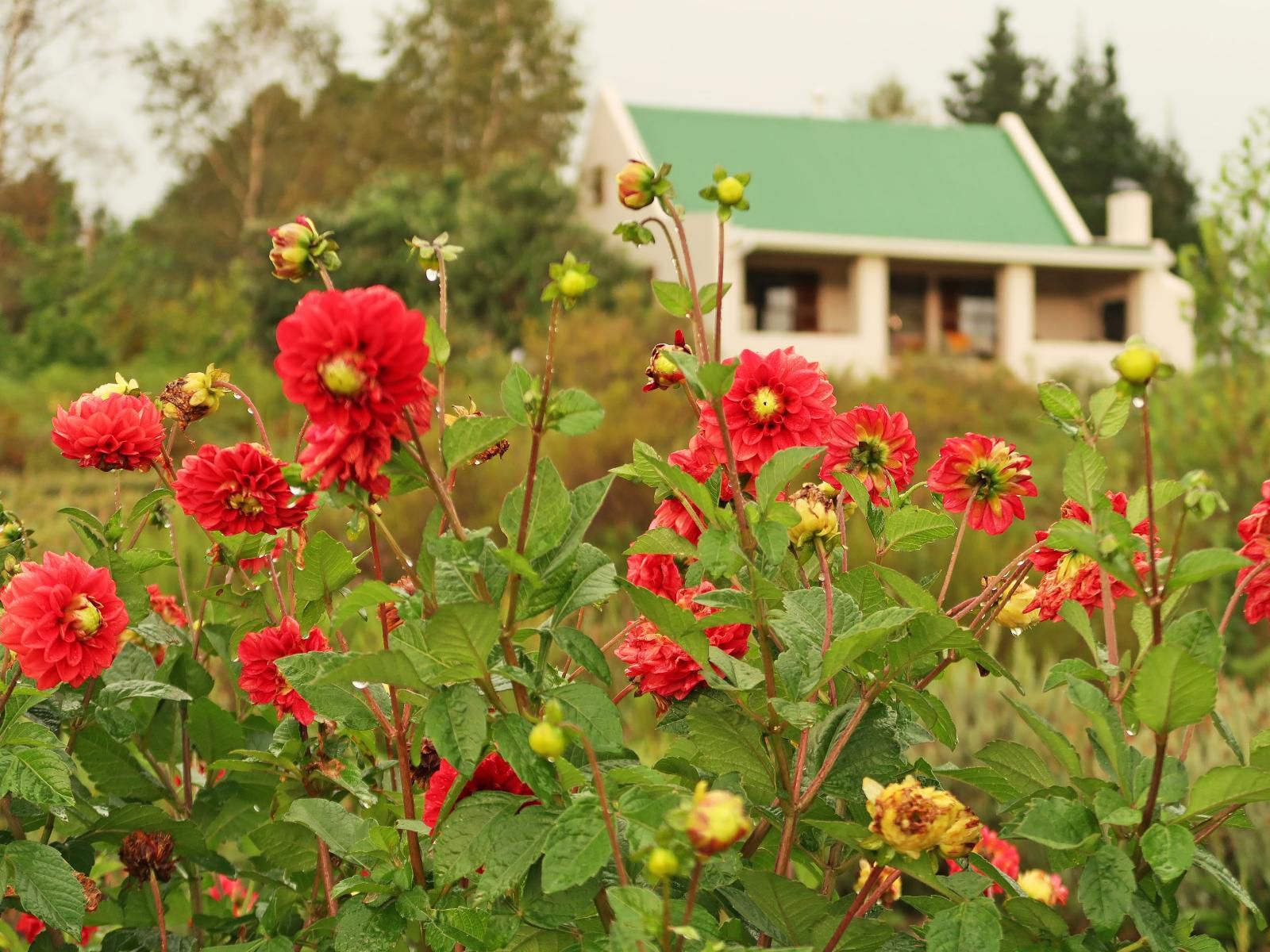 Trengwainton Hogsback Eastern Cape South Africa Colorful, Flower, Plant, Nature