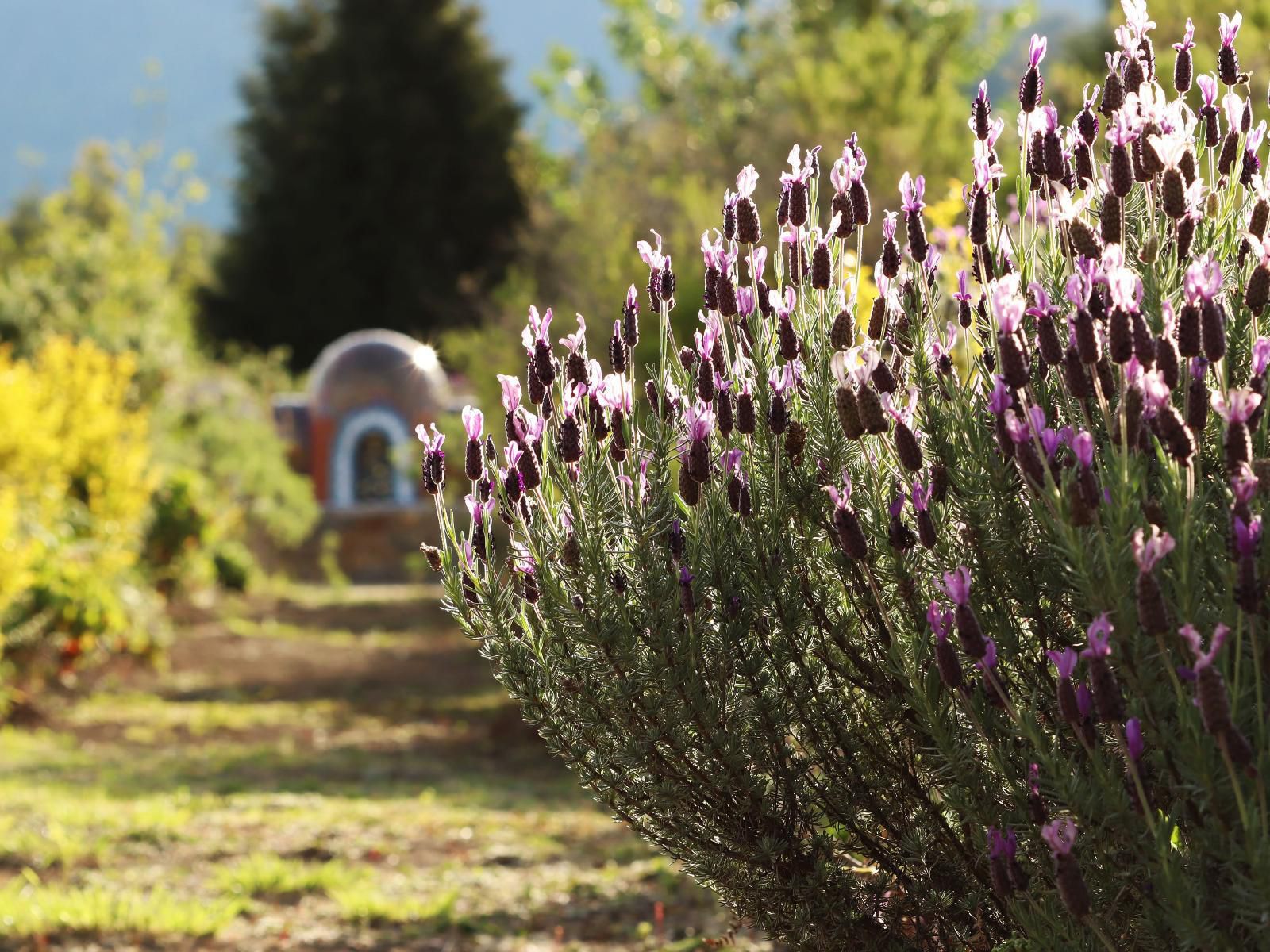 Trengwainton Hogsback Eastern Cape South Africa Lavender, Nature, Plant, Garden