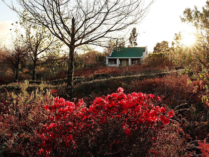 Trengwainton Hogsback Eastern Cape South Africa Plant, Nature, Garden