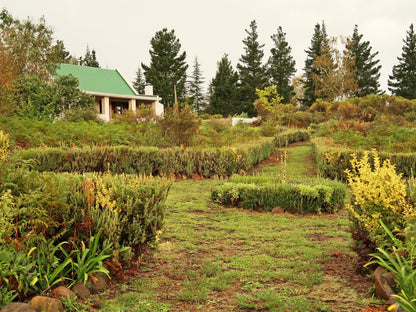 Trengwainton Hogsback Eastern Cape South Africa Sepia Tones, Plant, Nature, Garden