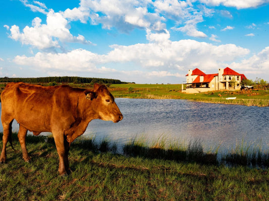 Troutmere Belfast Mpumalanga South Africa Complementary Colors, Cow, Mammal, Animal, Agriculture, Farm Animal, Herbivore, Lowland, Nature