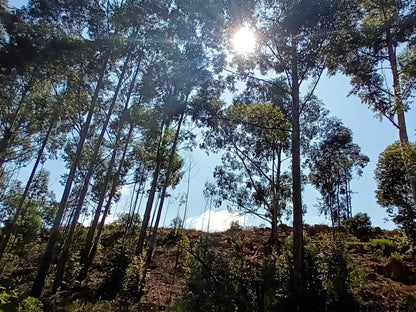 Troutways Private Retreat, Forest, Nature, Plant, Tree, Wood, Sky