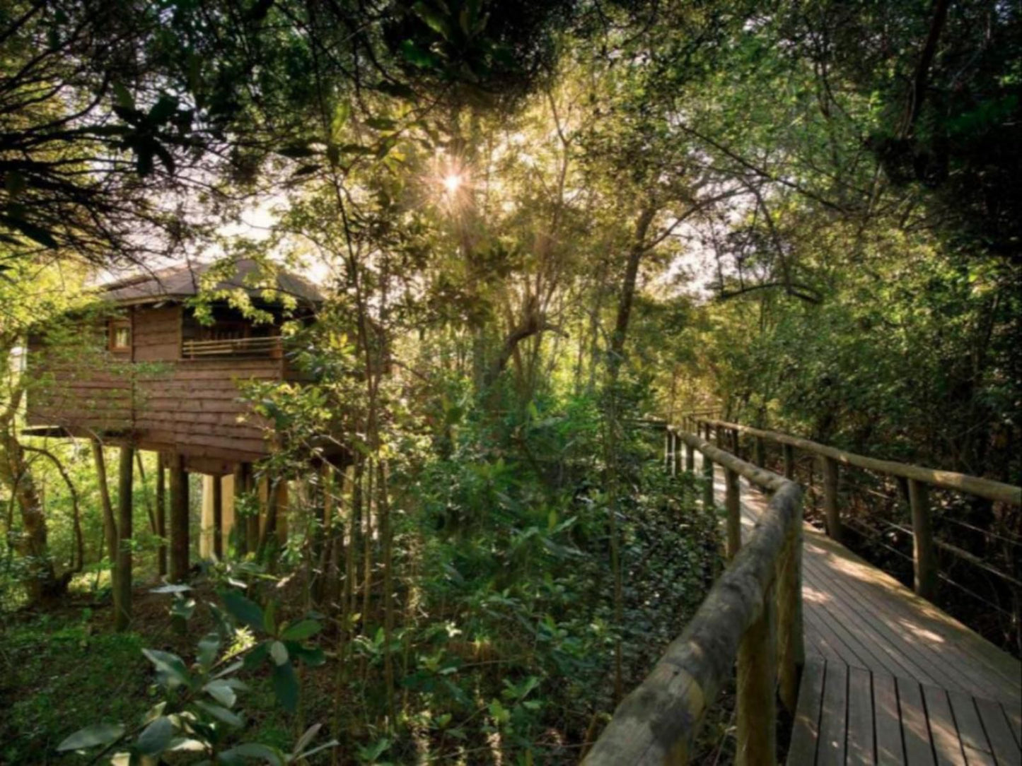 Tsala Treetop Lodge, Plant, Nature, Tree, Wood, Garden