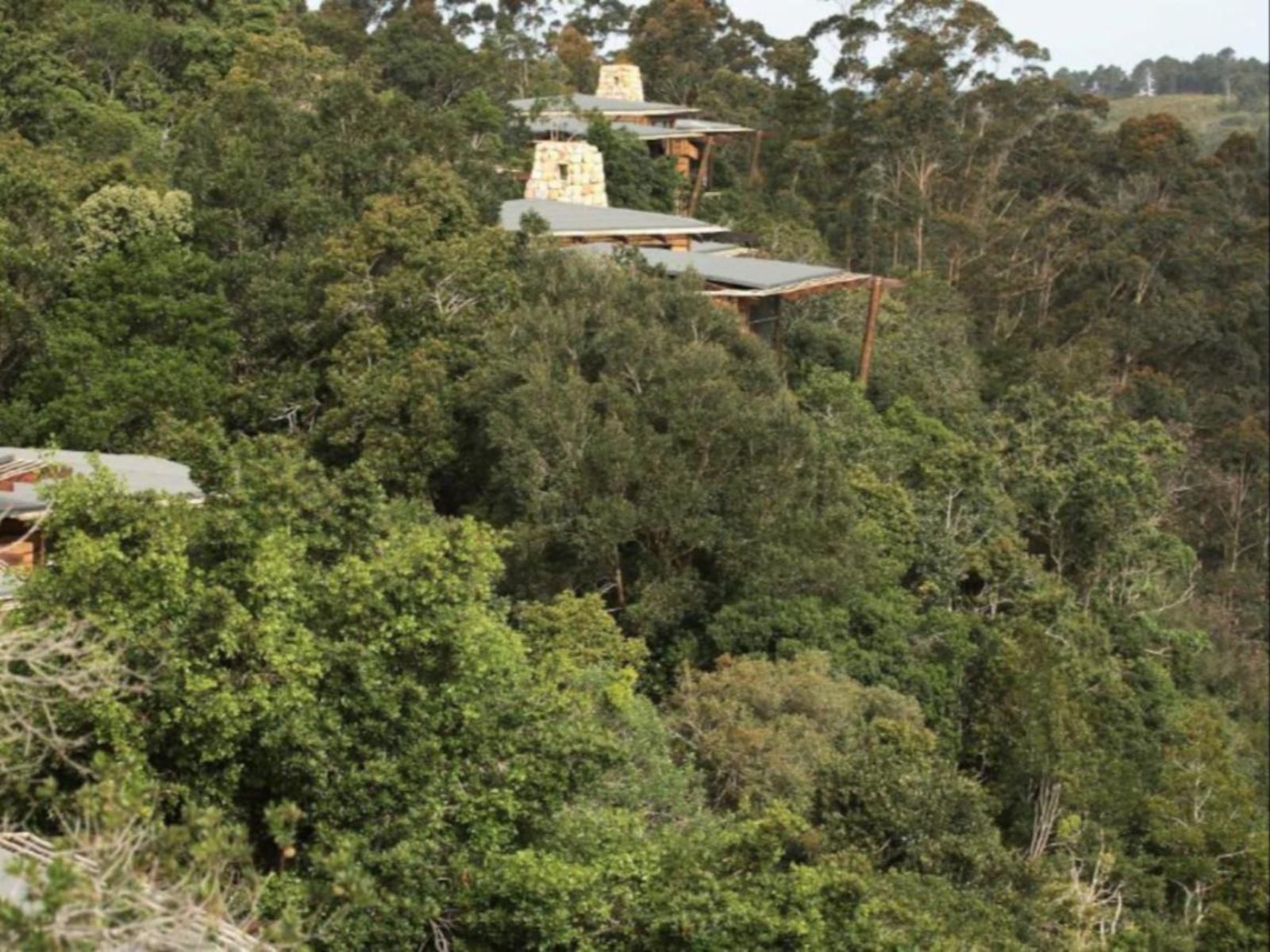 Tsala Treetop Lodge, Bridge, Architecture, Forest, Nature, Plant, Tree, Wood