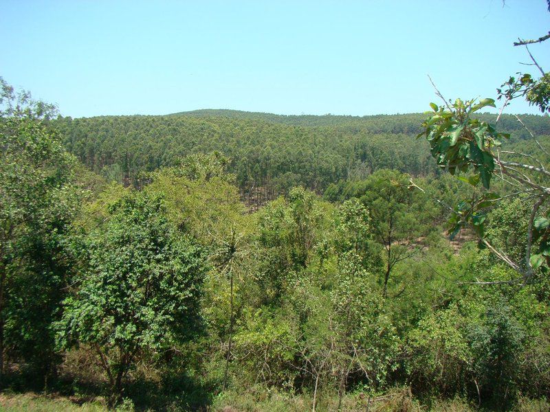 Tsanana Log Cabins Graskop Mpumalanga South Africa Complementary Colors, Forest, Nature, Plant, Tree, Wood