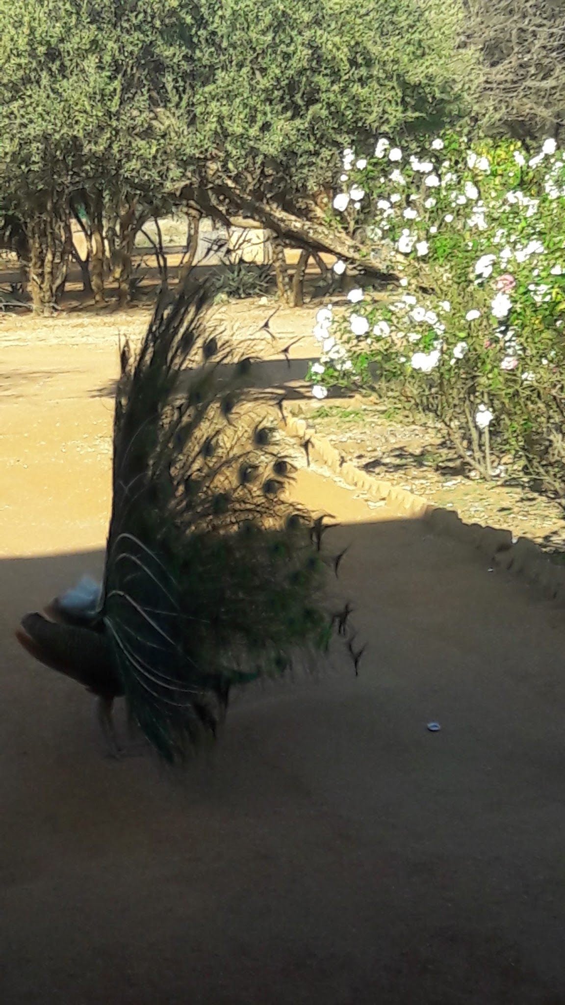 Tsena Khutse Lephalale Ellisras Limpopo Province South Africa Plant, Nature