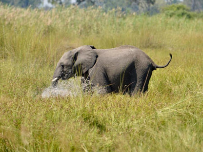 Tshima Bush Camp, Elephant, Mammal, Animal, Herbivore