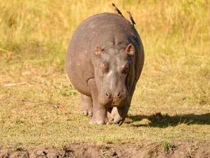 Tshima Bush Camp, Sepia Tones, Rhino, Mammal, Animal, Herbivore