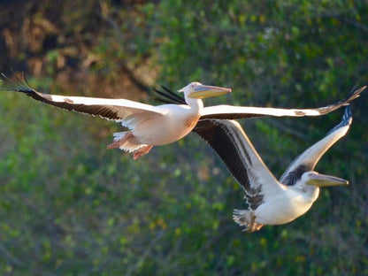 Tshima Bush Camp, Pelican, Bird, Animal