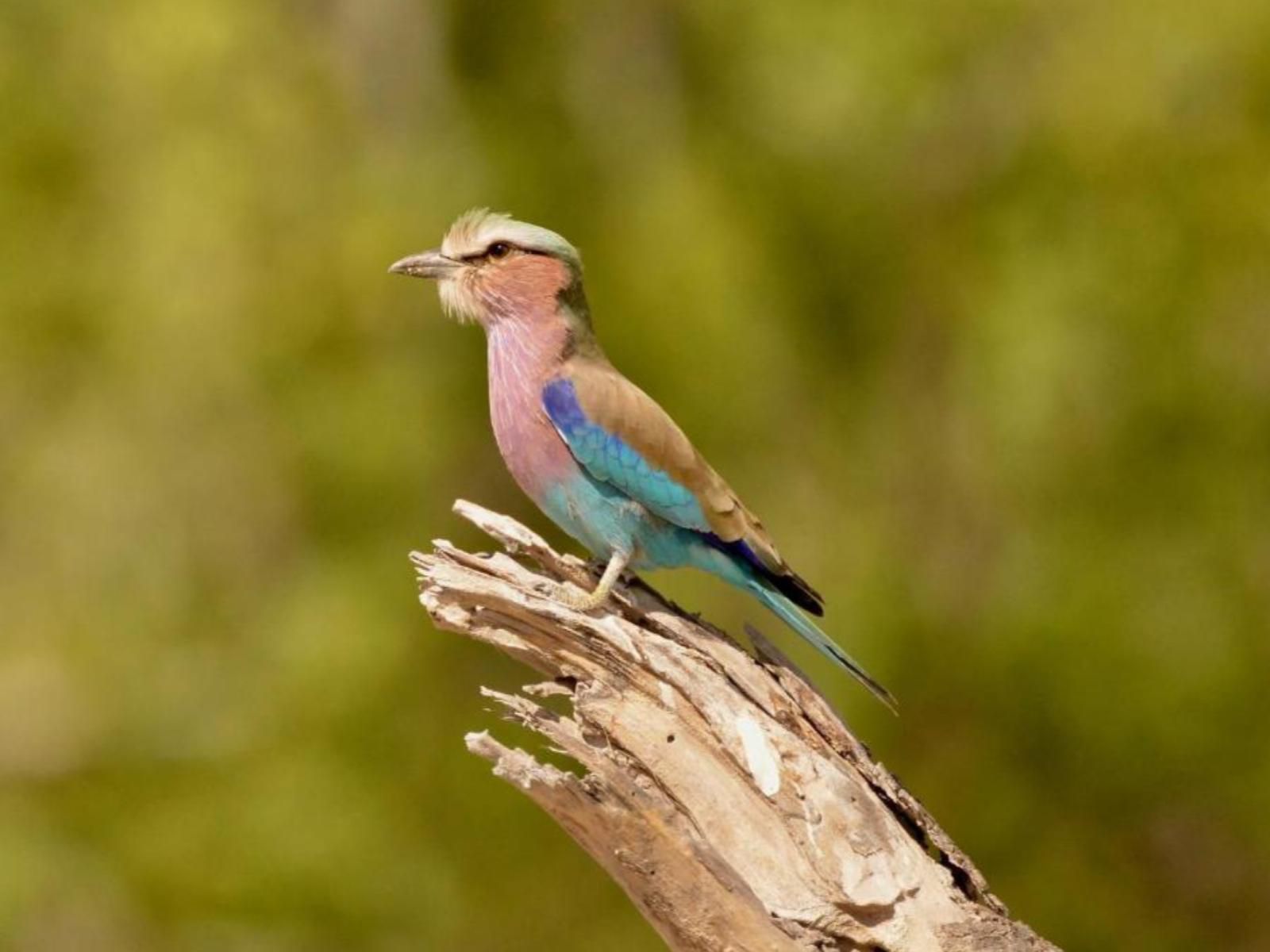 Tshima Bush Camp, Colorful, Kingfisher, Bird, Animal