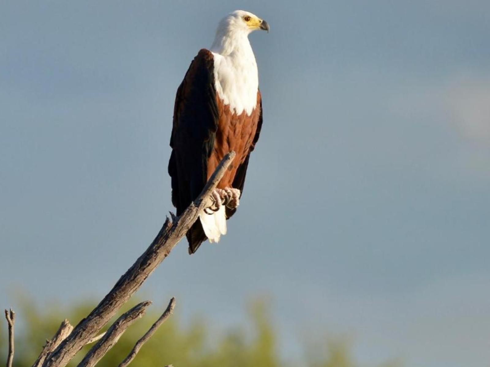 Tshima Bush Camp, Hawk, Bird, Animal, Predator