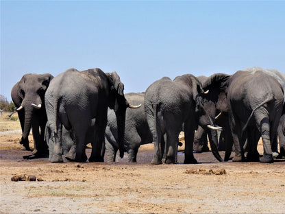 Tshima Bush Camp, Elephant, Mammal, Animal, Herbivore