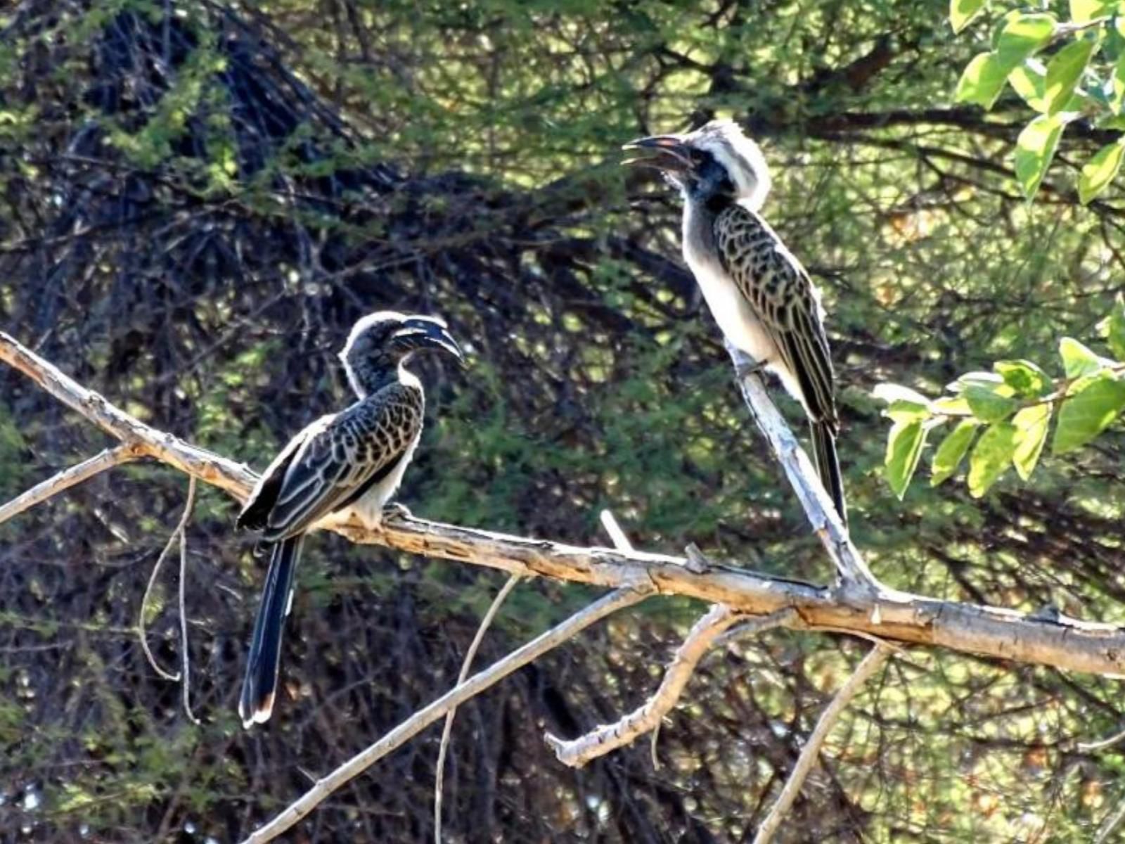 Tshima Bush Camp, Kingfisher, Bird, Animal