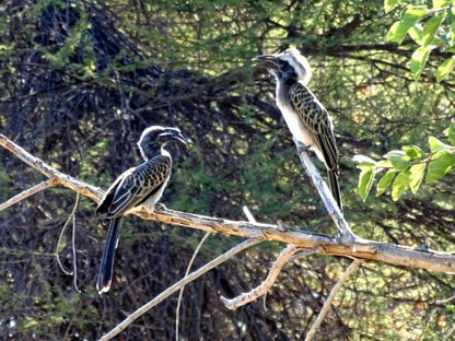 Tshima Bush Camp, Kingfisher, Bird, Animal