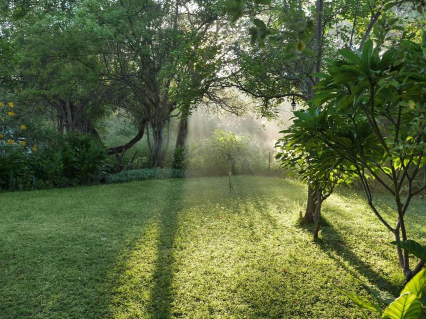 Tshima Bush Camp, Plant, Nature, Tree, Wood, Garden