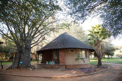 Tshipise A Forever Resort Tshipise Limpopo Province South Africa Palm Tree, Plant, Nature, Wood