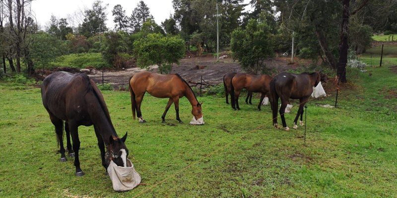 Tsitsikamma Sunrise Family Home Kurland Western Cape South Africa Horse, Mammal, Animal, Herbivore