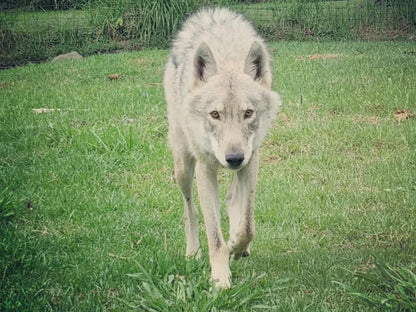 Tsitsikamma Wolf Sanctuary, Wolf, Mammal, Animal, Predator