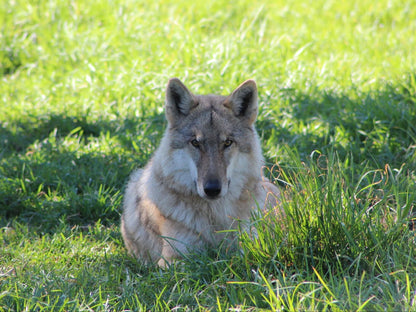 Tsitsikamma Wolf Sanctuary, Wolf, Mammal, Animal, Predator