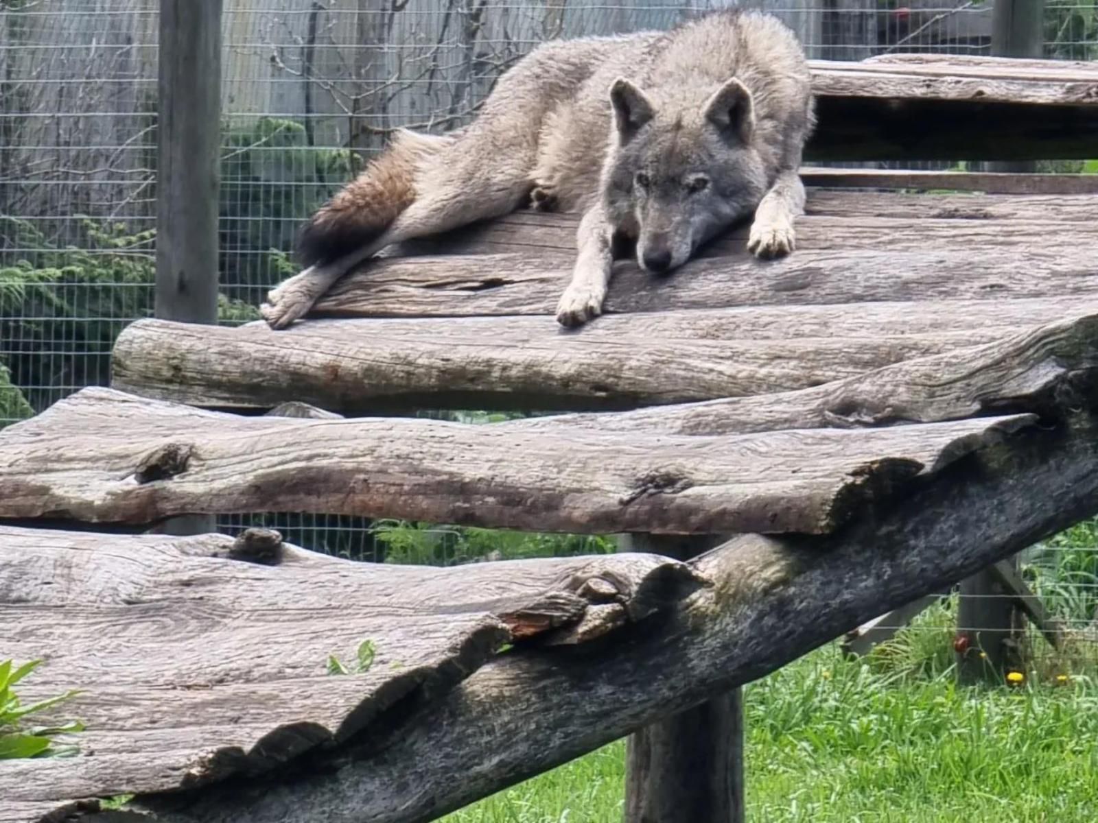 Tsitsikamma Wolf Sanctuary, Wolf, Mammal, Animal, Predator