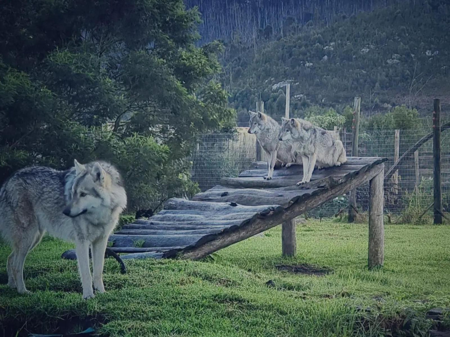 Tsitsikamma Wolf Sanctuary, Animal