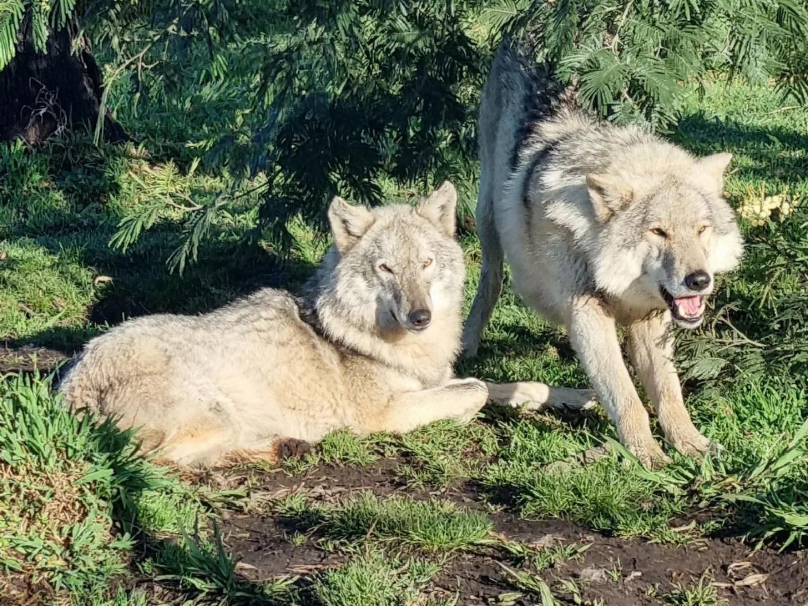 Tsitsikamma Wolf Sanctuary, Wolf, Mammal, Animal, Predator