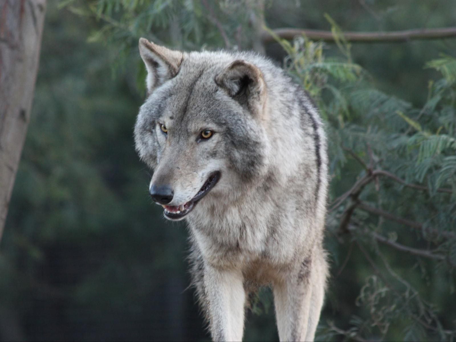 Tsitsikamma Wolf Sanctuary, Colorless, Wolf, Mammal, Animal, Predator