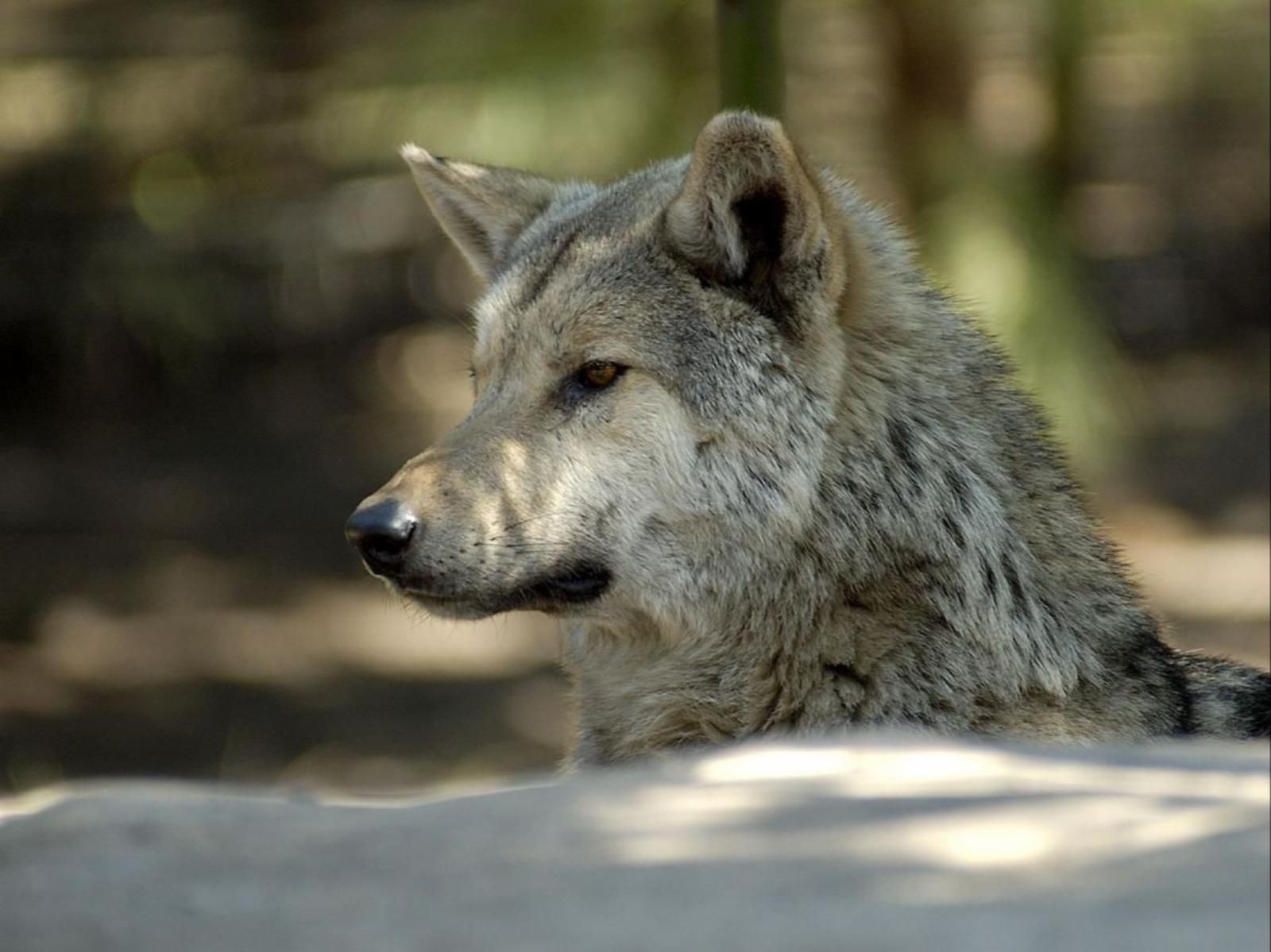 Tsitsikamma Wolf Sanctuary, Wolf, Mammal, Animal, Predator