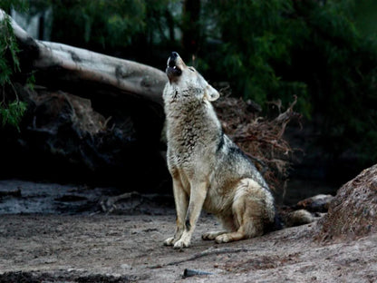 Tsitsikamma Wolf Sanctuary, Animal