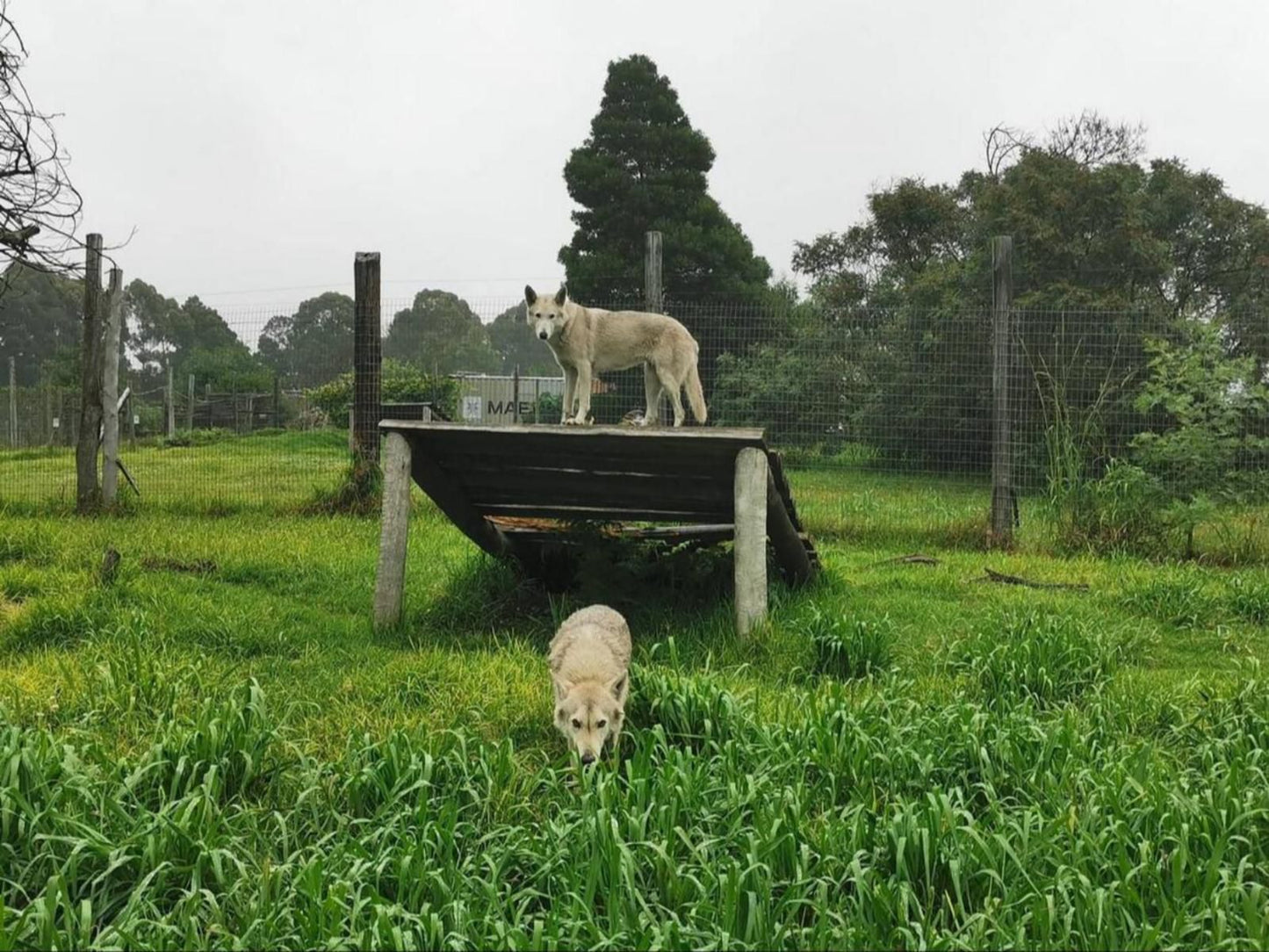 Tsitsikamma Wolf Sanctuary