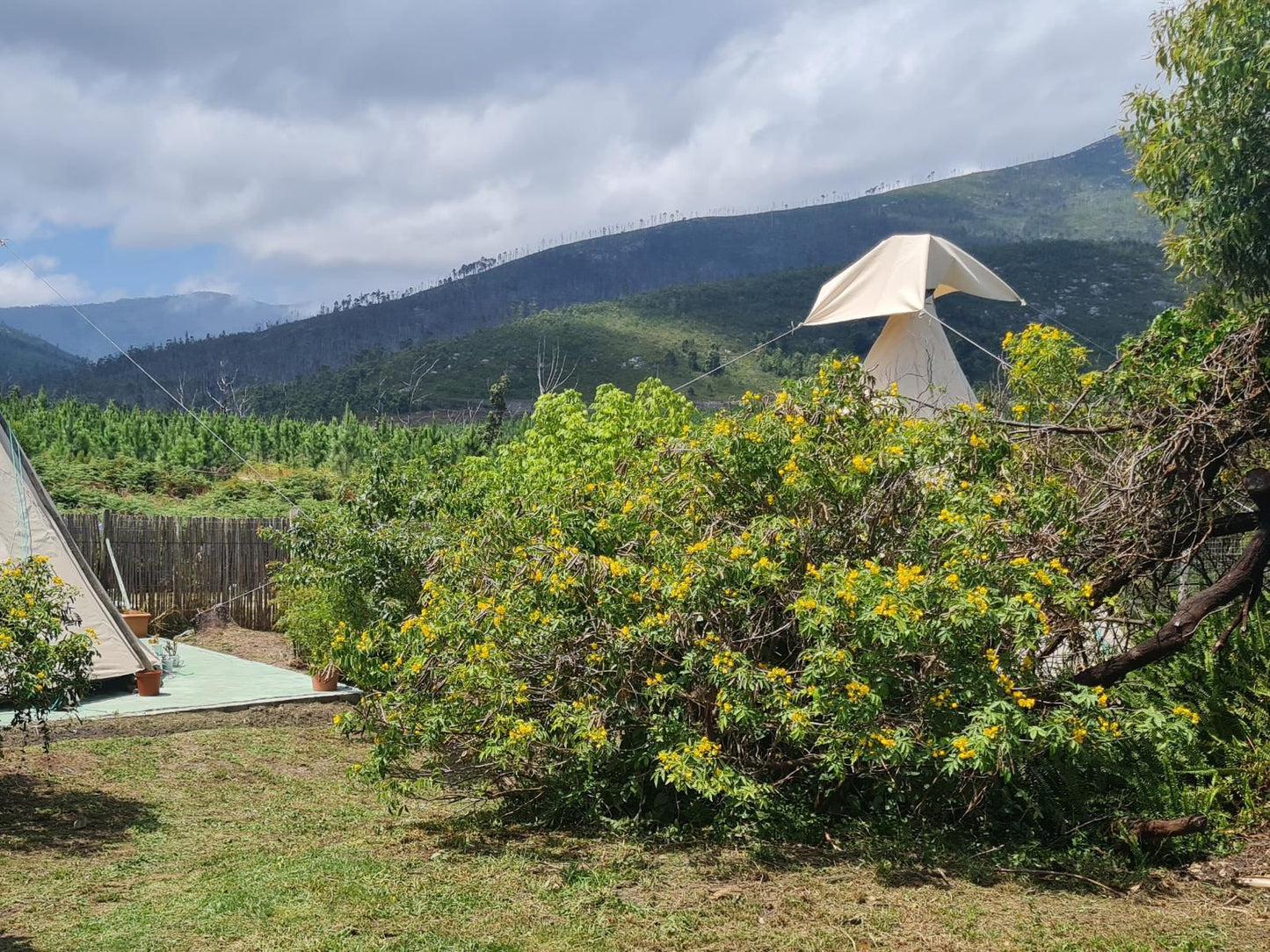 Tsitsikamma Wolf Sanctuary, Teepee Wind, Plant, Nature, Tree, Wood