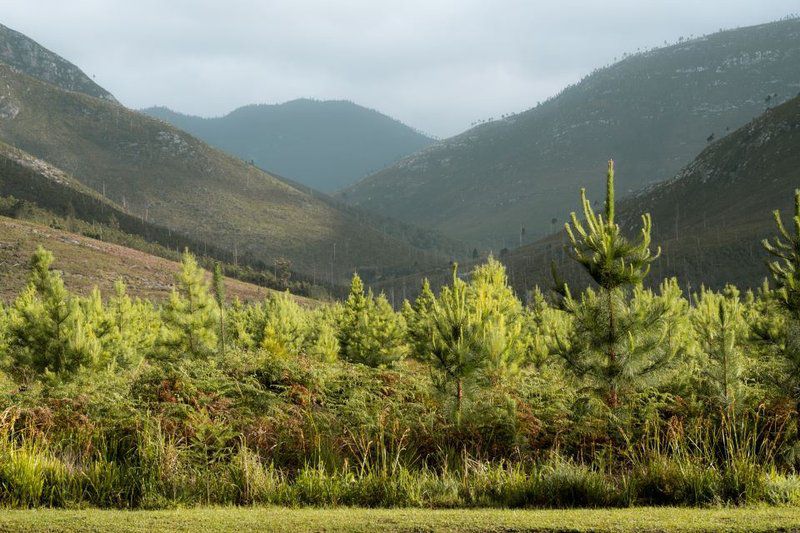 Tsitsikamma Lodge Tsitsikamma Eastern Cape South Africa Mountain, Nature, Plant, Tree, Wood, Highland