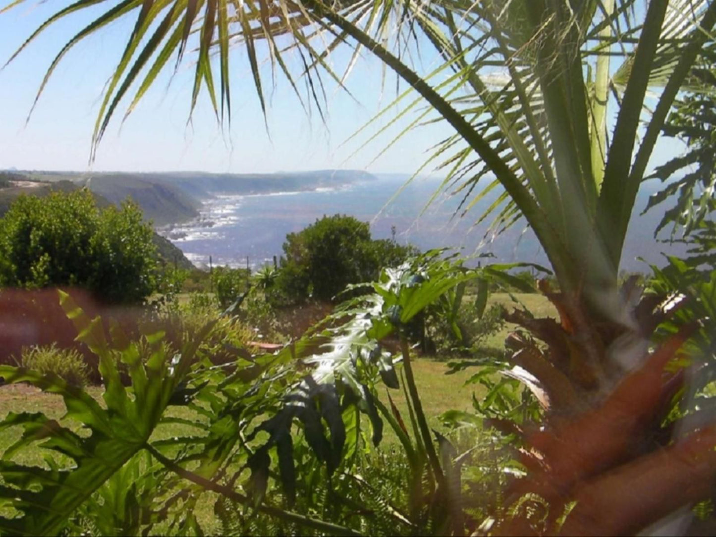 Tsitsikamma On Sea Tsitsikamma Eastern Cape South Africa Palm Tree, Plant, Nature, Wood