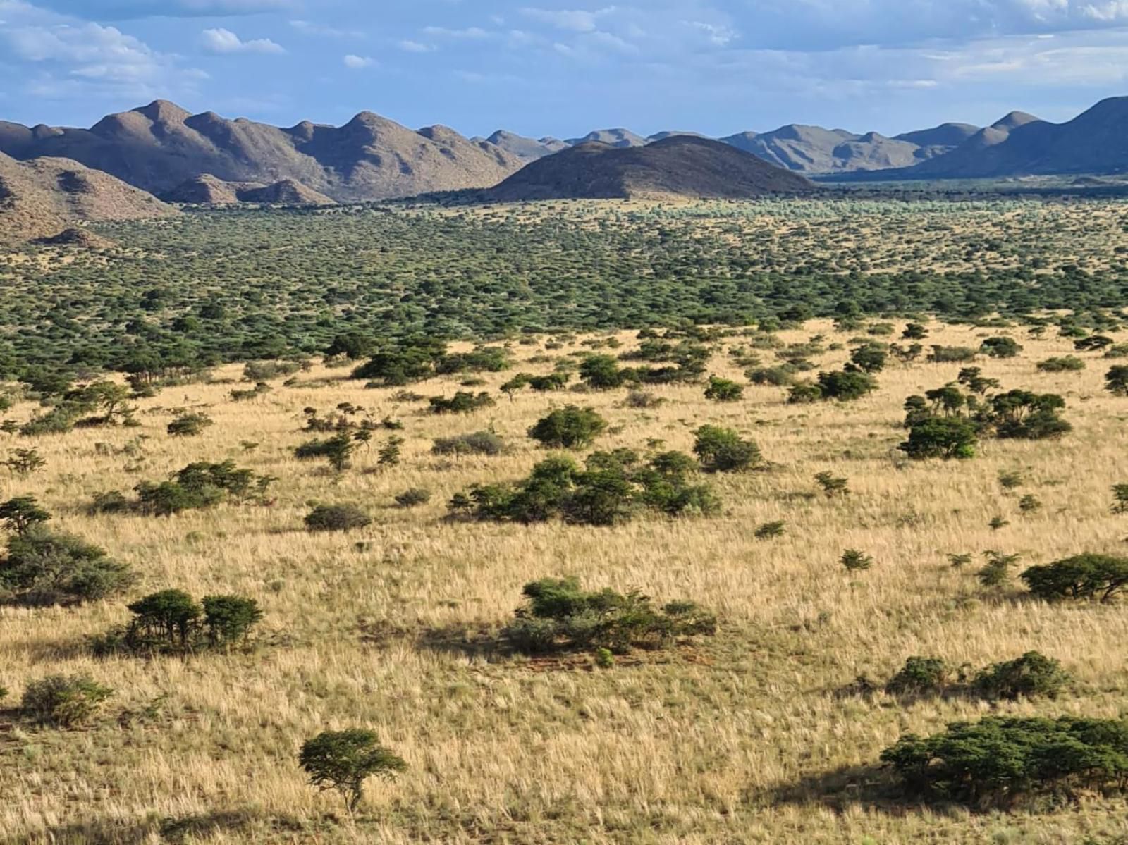 Tswalu Kalahari Reserve Hotazel Northern Cape South Africa Complementary Colors, Cactus, Plant, Nature, Desert, Sand