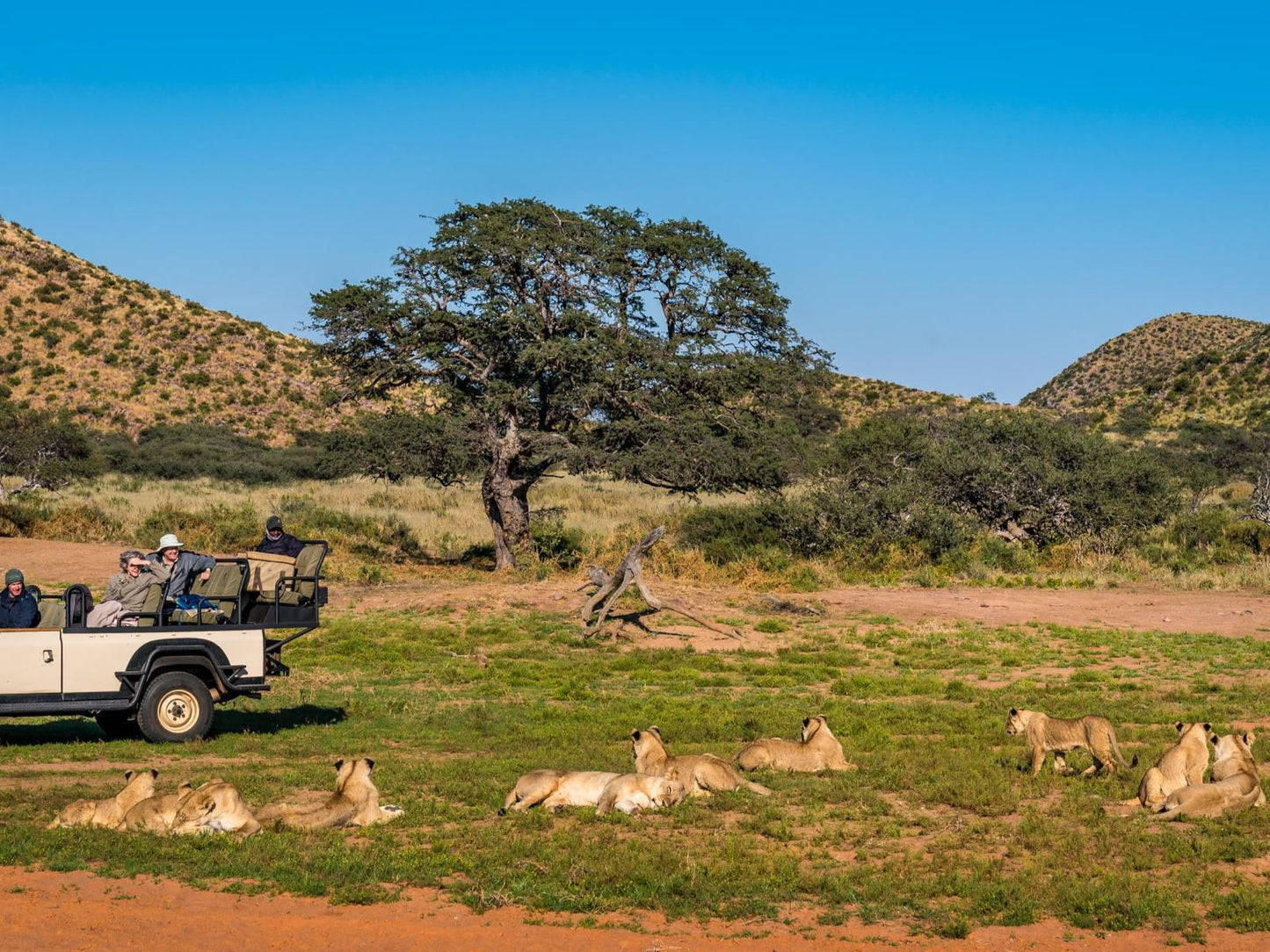 Tswalu Kalahari Reserve Hotazel Northern Cape South Africa Complementary Colors, Colorful, Animal, Desert, Nature, Sand