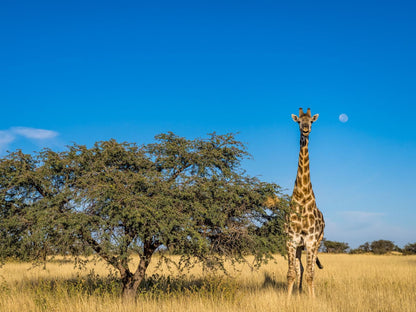 Tswalu Kalahari Reserve Hotazel Northern Cape South Africa Complementary Colors, Colorful, Animal